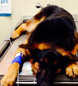 Veterinària Anipals perro en clínica 