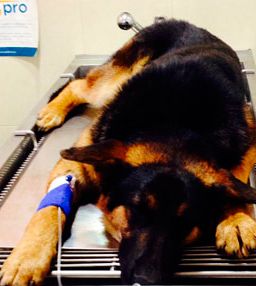 Veterinària Anipals perro en clínica 
