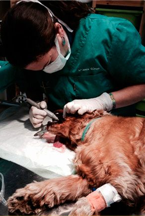 Veterinària Anipals persona examinando perro
